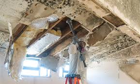 Environmental Consulting for Mold Prevention in Lovejoy, GA